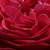 Rdeča - Grandiflora - floribunda vrtnice - Pompadour Red